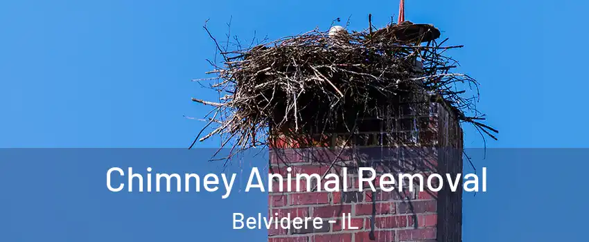  Chimney Animal Removal Belvidere - IL
