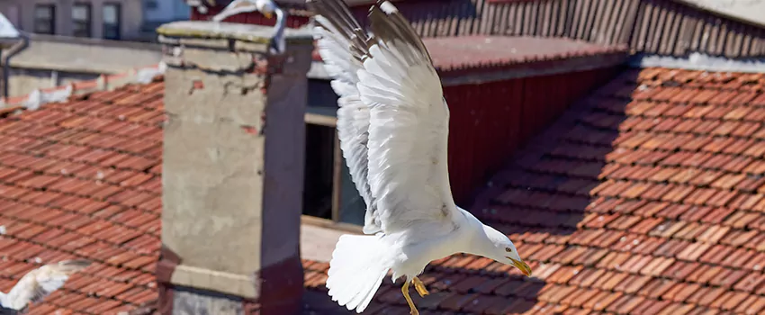 Residential Chimney Animal Removal Solution in Belvidere, IL