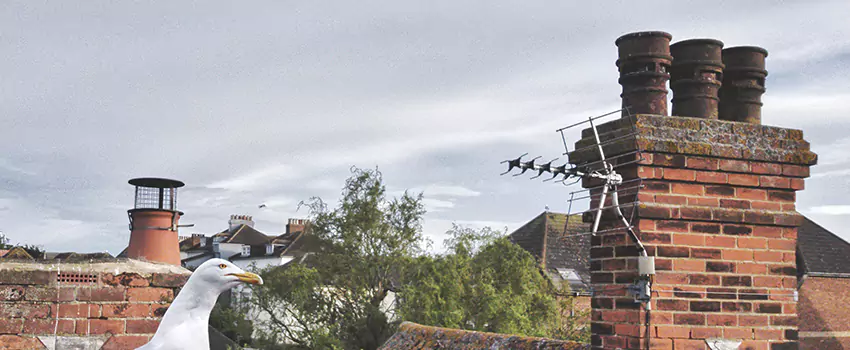 Chimney Cleaning And Restoration in Belvidere, Illinois